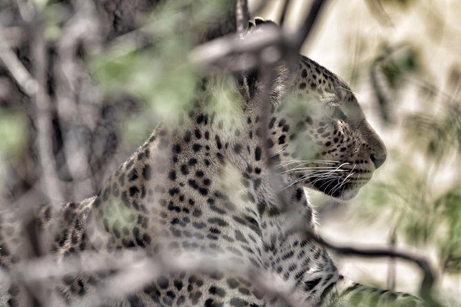 chobe national park 9hr full day game drive - FAQ