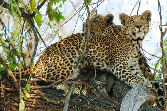 Chobe National Park Camping Safari From Victoria Falls (2 Days and 1 Night) - Exploring the Chobe National Park Camping Safari from Victoria Falls: An Honest Review