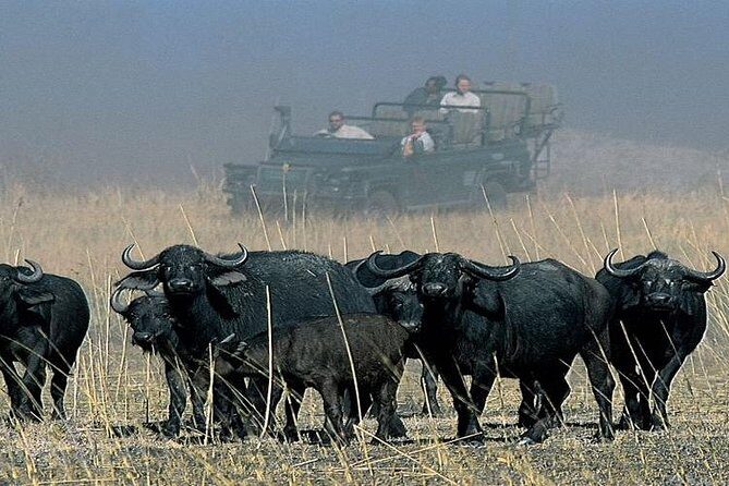 Chobe National Park Camping Safari From Victoria Falls (2 Days and 1 Night) - The Itinerary in Detail: What You Can Expect