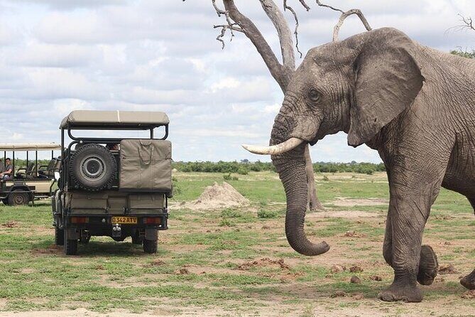 Chobe National Park Day Trip from Victoria Falls with Lunch - Key Points