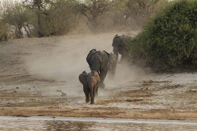 Chobe National Park Day Trip - Exploring the Chobe National Park Day Trip: A Closer Look