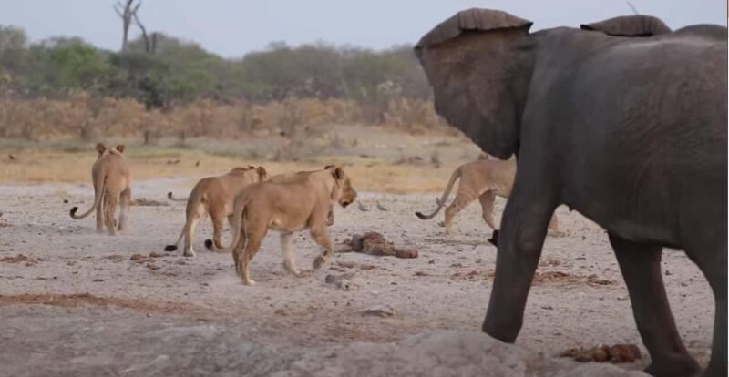 Chobe National Park Day Trip - Key Points