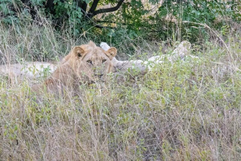 Chobe National Park: Day Trip with River Cruise - Is This Tour Right for You?