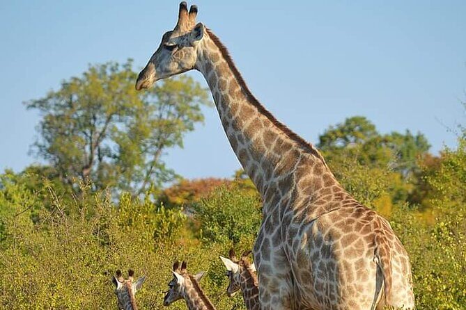 Chobe National Park from Victoria Falls - What Travelers Say: Authentic Insights from Reviews