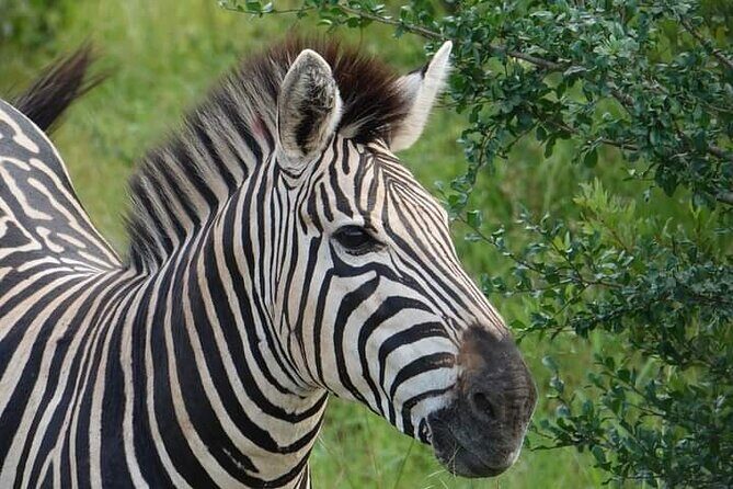 Chobe National Park from Victoria Falls - Who Would Love This Tour?