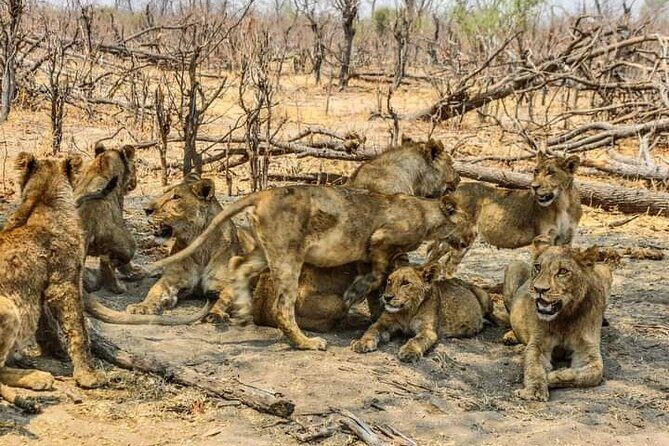 Chobe National Park from Victoria Falls - FAQ