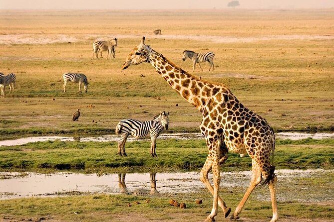Chobe National Park Full Day Safari (Botswana) - Introduction