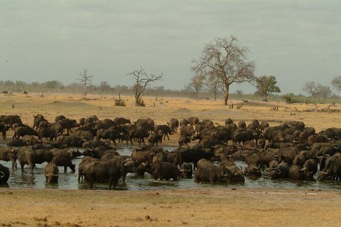 Chobe National Park Full Day Safari (Botswana) - What to Expect from the Tour