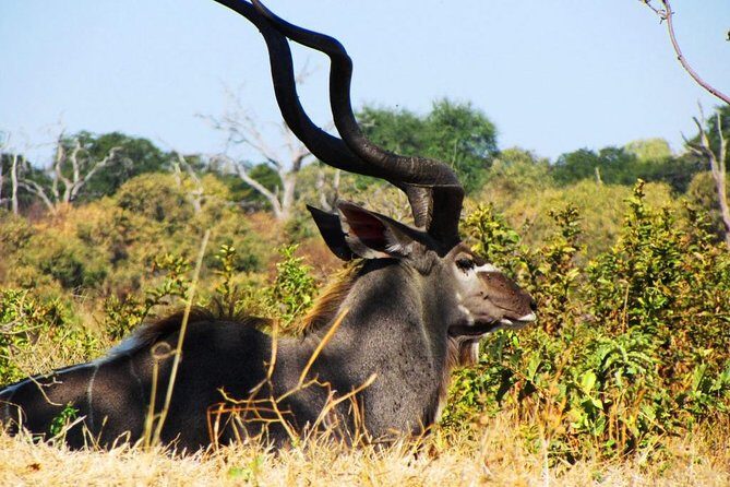 Chobe National Park Full Day Safari (Botswana) - The Sum Up
