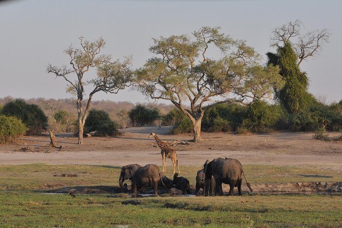 Chobe National Park Game Drive, Botswana - An In-Depth Look at the Chobe Game Drive Experience