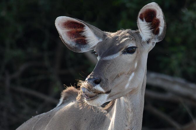 Chobe National Park Game Drive, Botswana - Who Should Join This Safari?