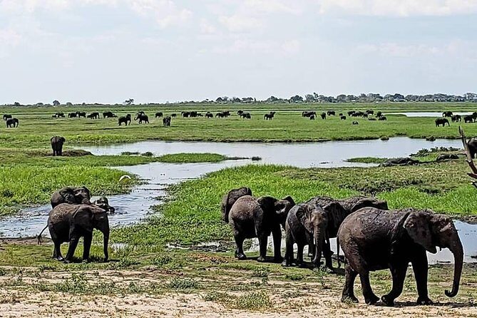 Chobe National Park Safari Full Day-trip - Frequently Asked Questions