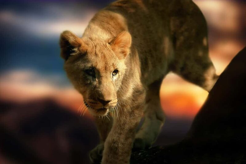 Chobe Private Day Trip A Luxury Safari Experience - What’s Included and What’s Not