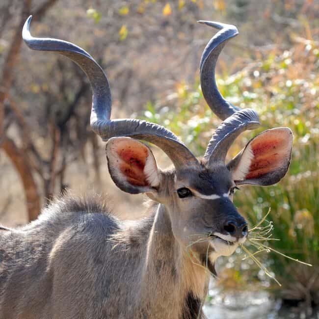 Chobe Private Day Trip A Luxury Safari Experience - FAQ