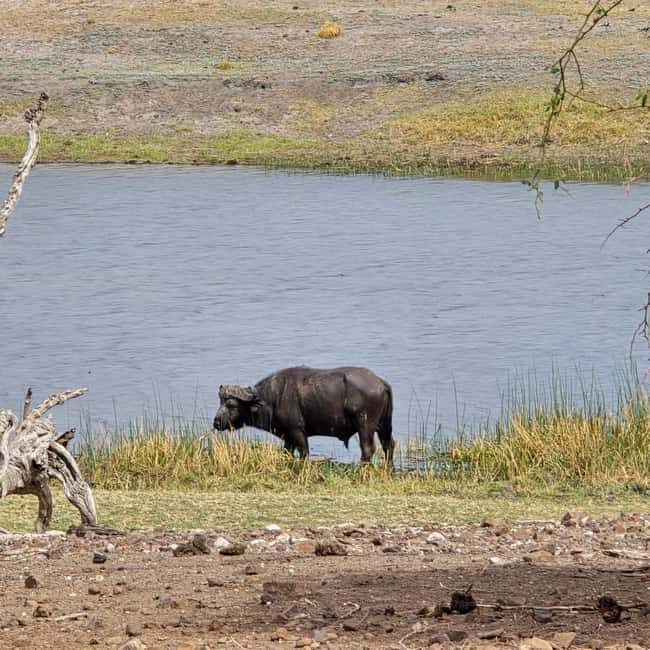Chobe River Sunset Cruise - An In-Depth Look at the Chobe River Sunset Cruise