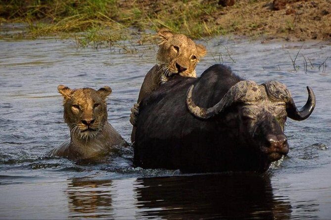 Chobe Safari Day Trip From Livingstone - FAQ