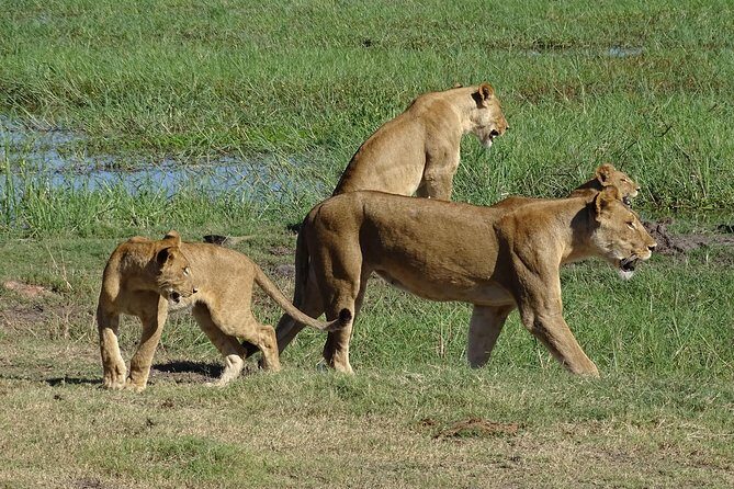 Chobe Safari Experience Day Trip - MINIMUM 2 PEOPLE - What Makes the Chobe Safari Experience Stand Out?