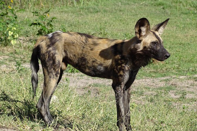 Chobe Safari Experience Day Trip - MINIMUM 2 PEOPLE - Transportation and Border Crossing