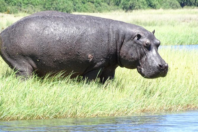 Chobe Safari Experience Day Trip - MINIMUM 2 PEOPLE - What Travelers Are Saying