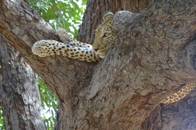 Chobe Safari Experience Day Trip - MINIMUM 2 PEOPLE - Practical Tips for Making the Most of Your Trip