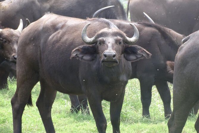 Chobe Safari Experience Day Trip - MINIMUM 2 PEOPLE - Who Should Book This Tour?