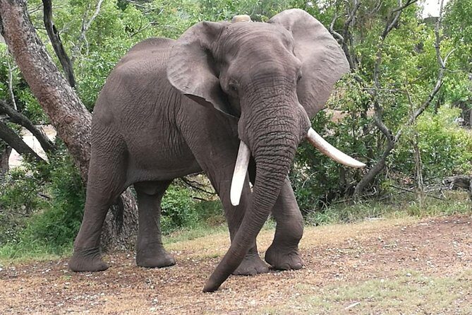 Chobe Safari Overnight Camping Trip - A Closer Look at the Itinerary