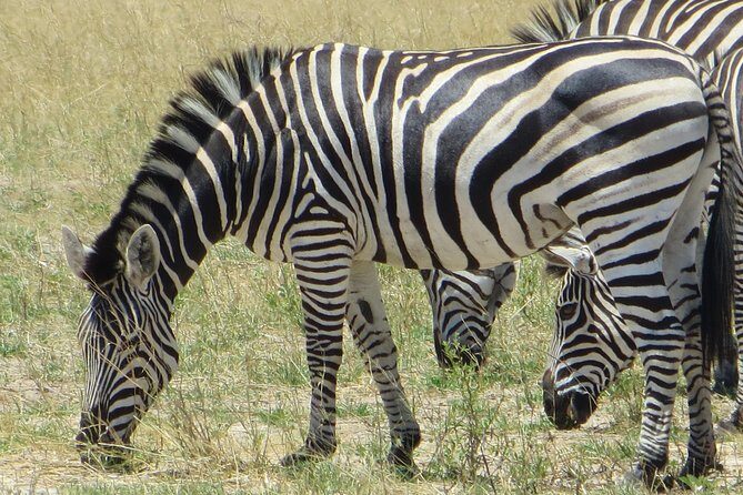Chobe Safari Overnight Camping Trip - Final Thoughts