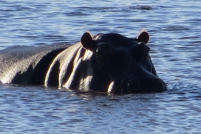 Chobe Safari Overnight Camping Trip - FAQs