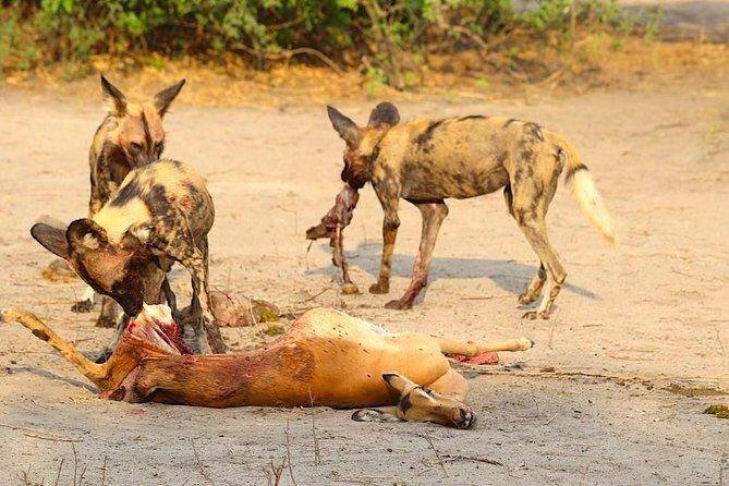 Chobe -Savuti Trail: Elephant& Big Cats ( 4 days 3 Nights) - An In-Depth Look at the Itinerary