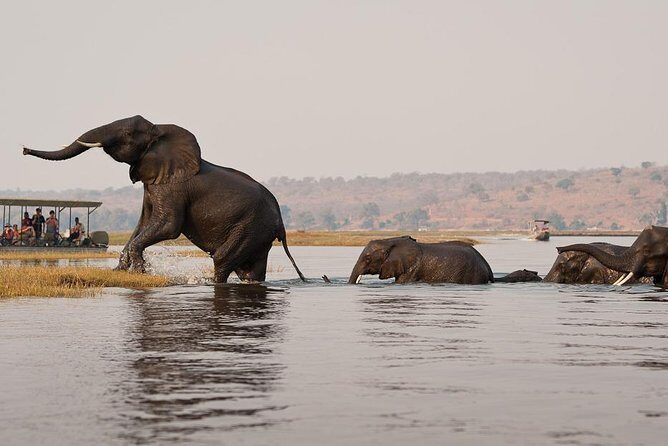 Chobe Sunrise upto Sunset Day trip from Victoria Falls 5AM - 7PM - The Complete Breakdown: What to Expect from the Tour