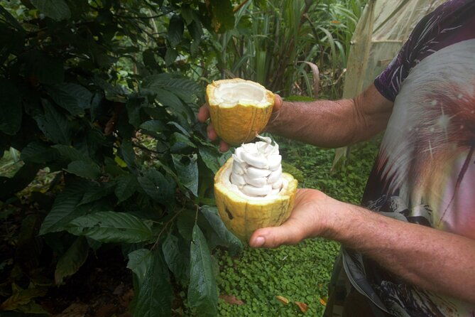 chocolate-and-farm-tour-with-local-tico-family