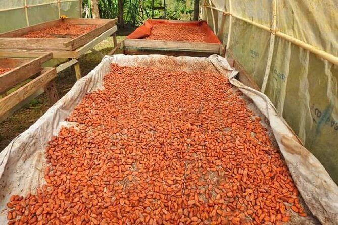 chocolate-and-farm-tour-with-local-tico-family
