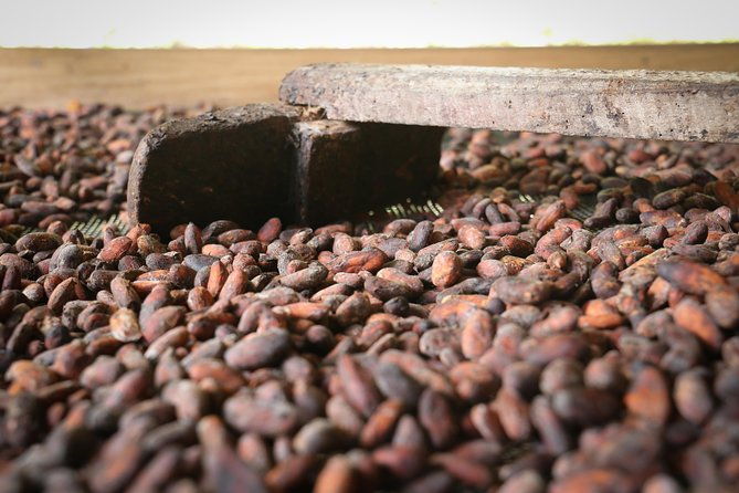 chocolate-coffee-farm-experience