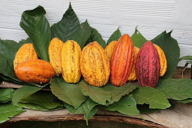 chocolate-coffee-farm-experience
