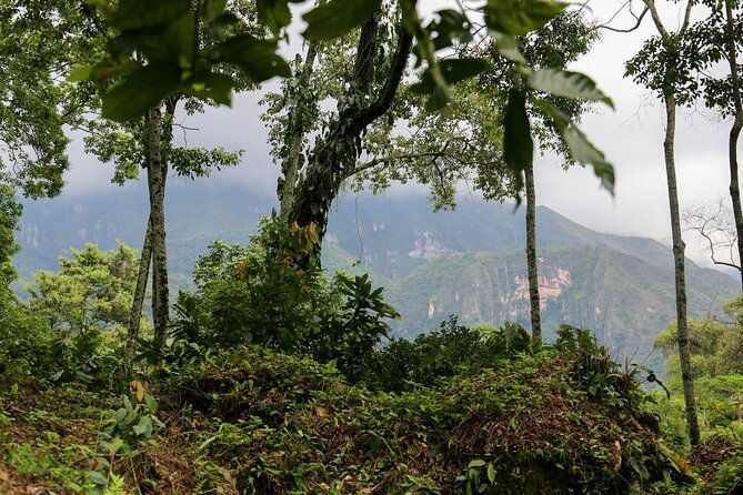 chocolate-coffee-farm-experience