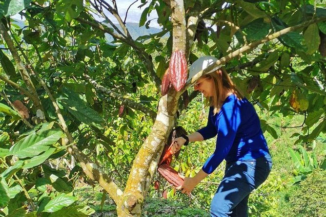chocolate-farm-private-tour-in-medellin-real-genuine-experience