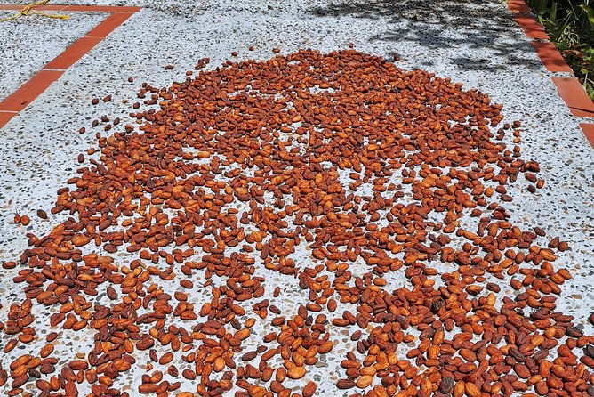 chocolate-farm-private-tour-in-medellin-real-genuine-experience