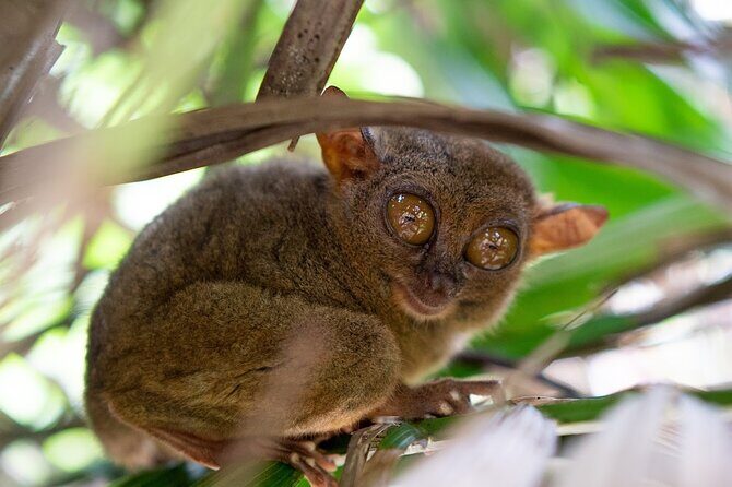 Chocolate Hills Tour Tarsier Loboc River in Bohol - A Deep Dive into the Bohol Highlights