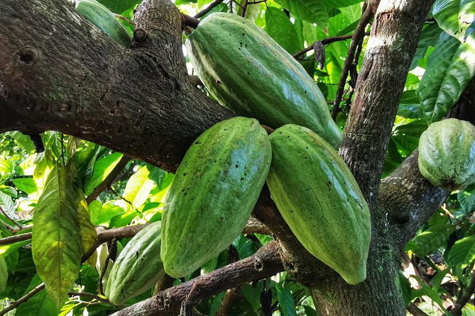 chocolate-tour-manuel-antonio-2