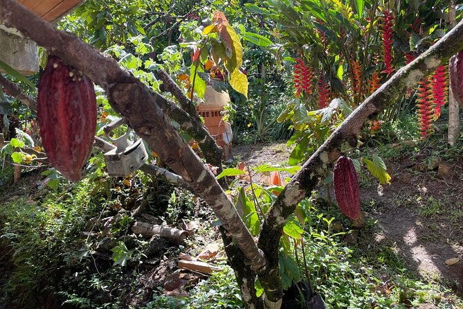chocolate-tour-with-exfoliation-in-beautiful-river-from-medellin