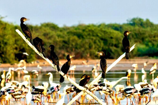 Chong Kneas Floating Village Rowing Boat Tour on Tonlé Sap Lake - What Reviewers Say