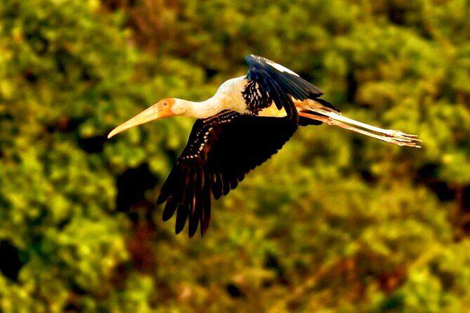 Chong Kneas Floating Village Rowing Boat Tour on Tonlé Sap Lake - Who This Tour Is Best For