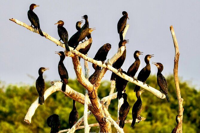Chong Kneas Floating Village Rowing Boat Tour on Tonlé Sap Lake - Final Thoughts