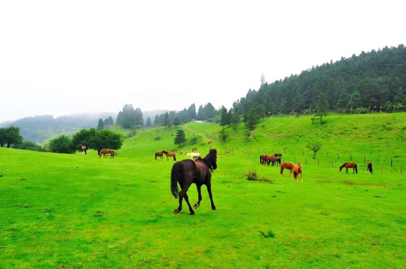 Chongqing: Fairy Mountain Forest Park Ticket - Final Thoughts