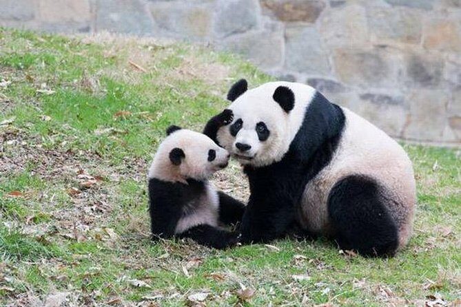 Chongqing Private City Tour Extention - Final Thoughts: Is This Tour for You?