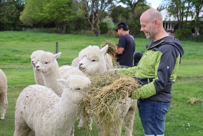 Christchurch Alpaca Farm Tour From Kaiapoi - A Close-Up Look at the Alpaca Encounter