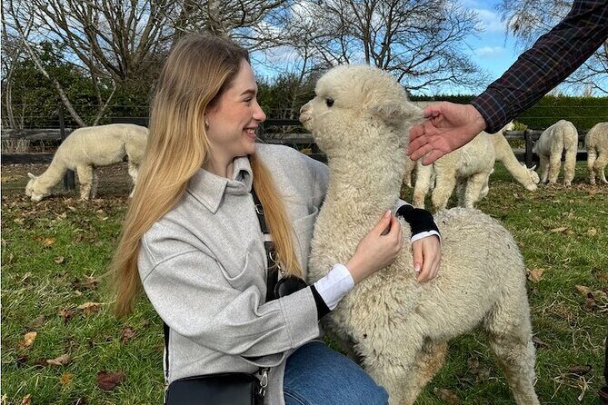Christchurch Alpaca Farm Tour From Kaiapoi - The Fibre Shed and Trophy Room: More Than Just Cute Animals