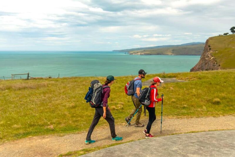 Christchurch: Godley Head & Lyttelton Guided Walking Tour - Key Points