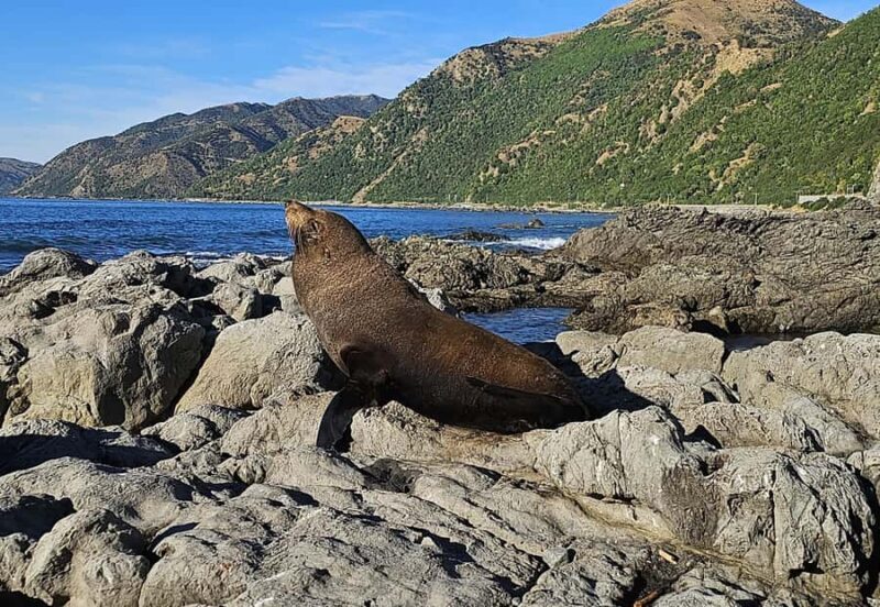 Christchurch: Kaikoura Whale Watching Day Tour - Key Points