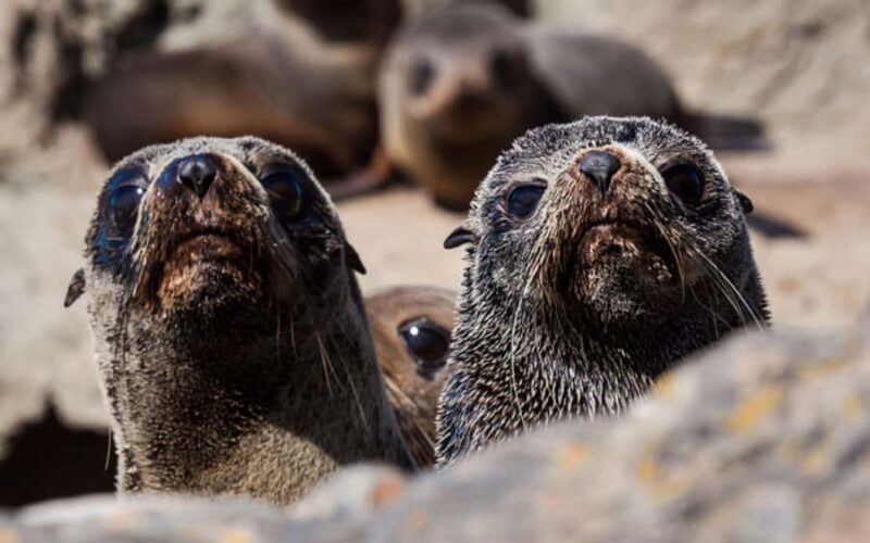 Christchurch: Kaikoura Whale Watching Day Tour - Things to Consider